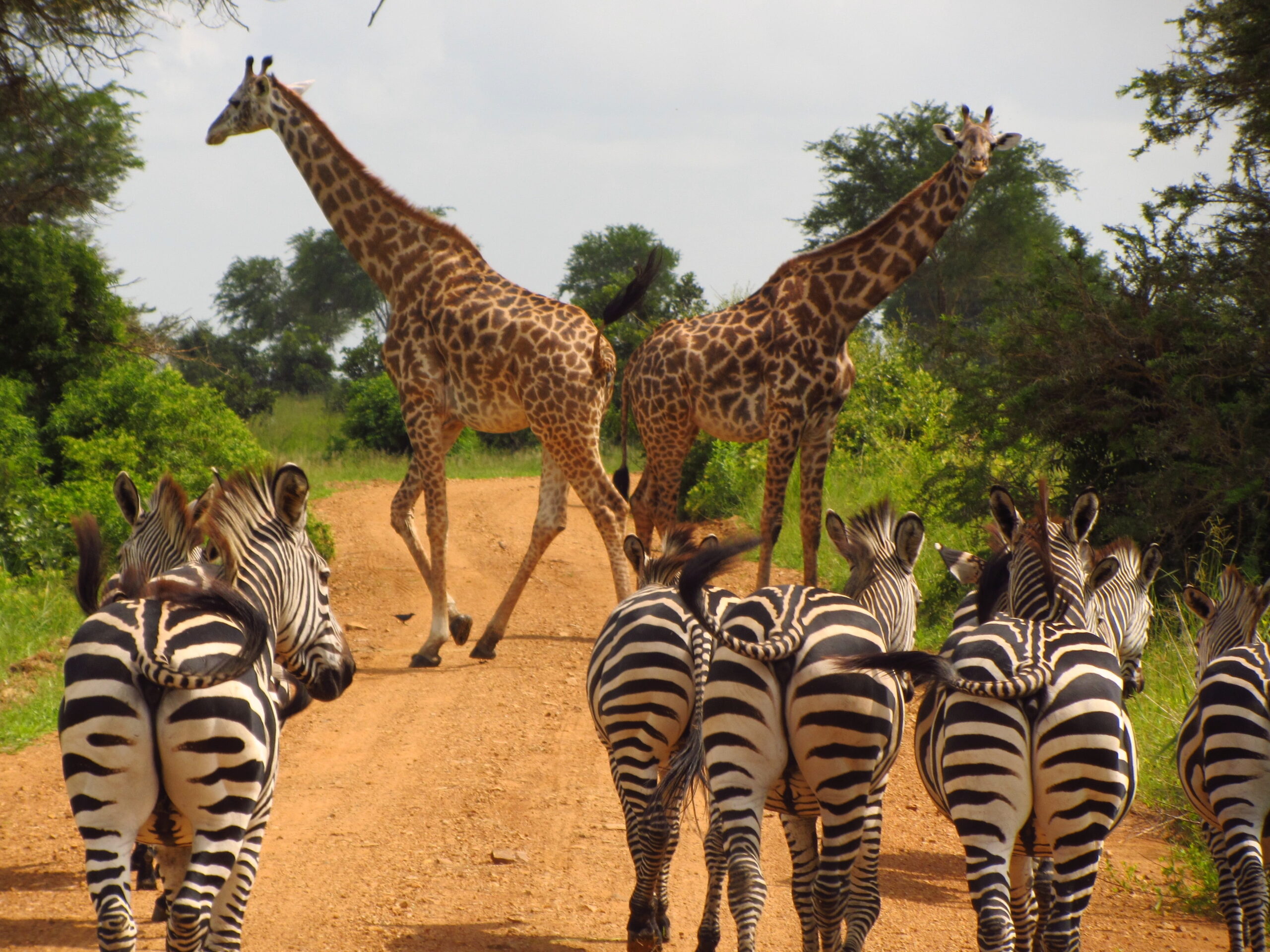 mikumi national park safari