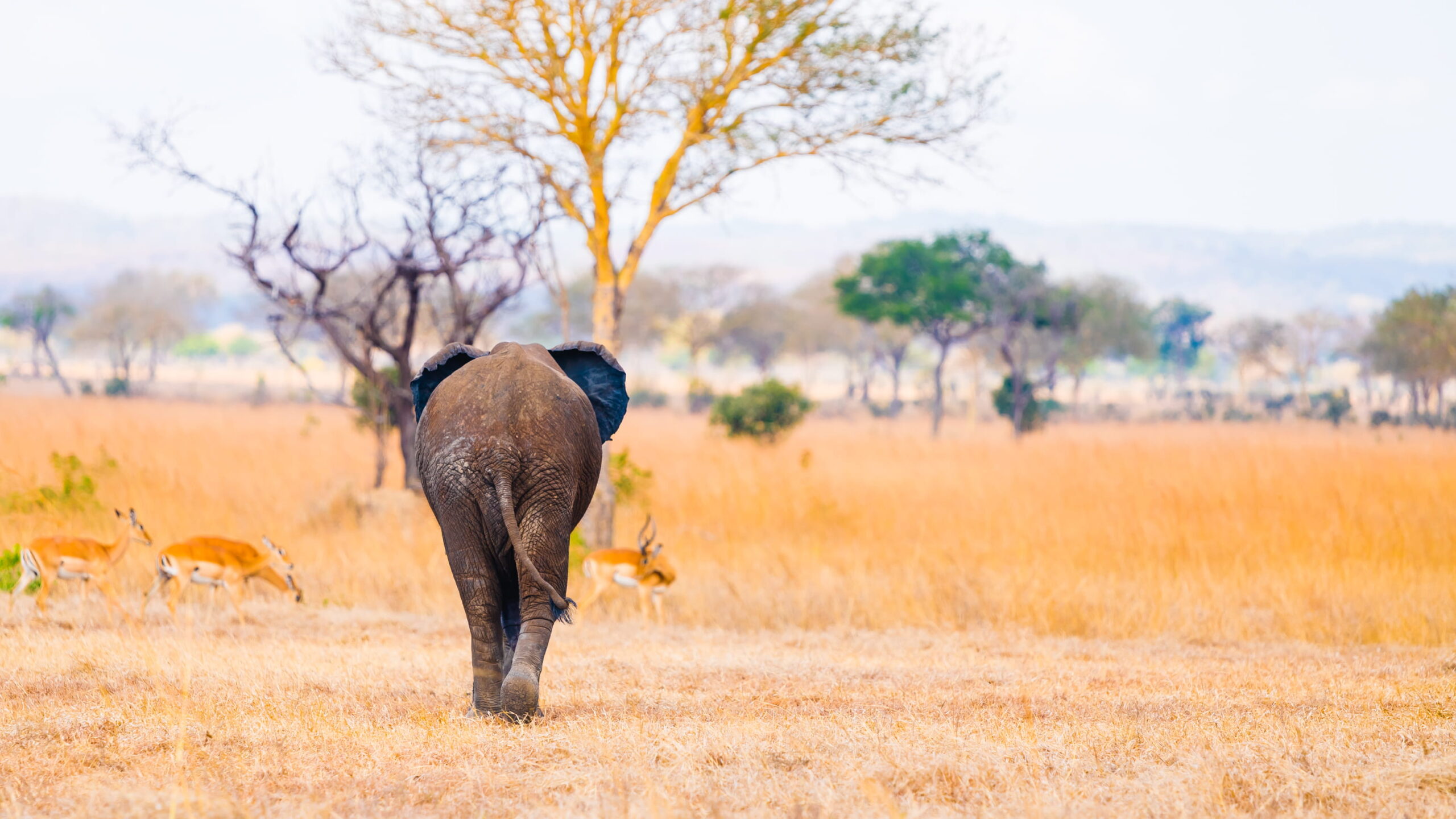 mikumi national park safari