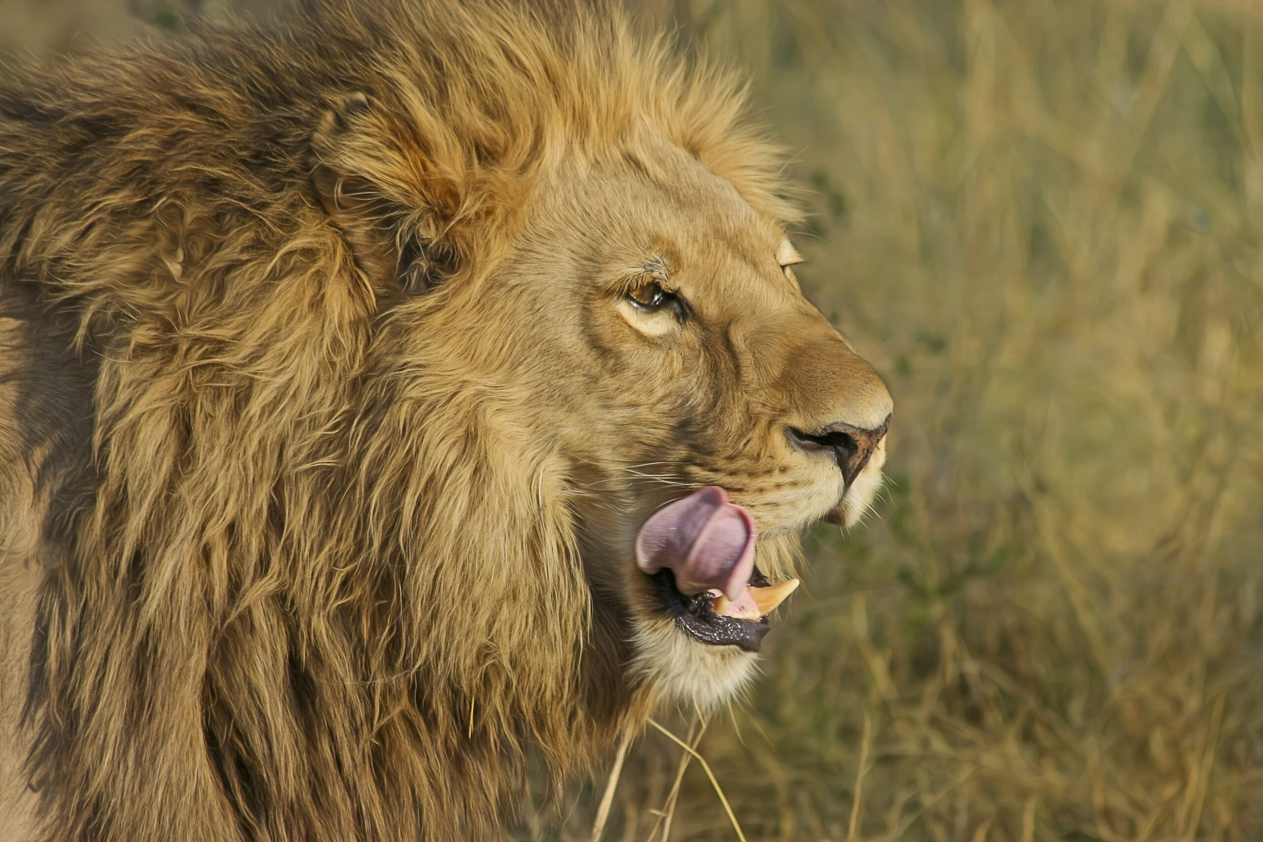 selous game reserve safari