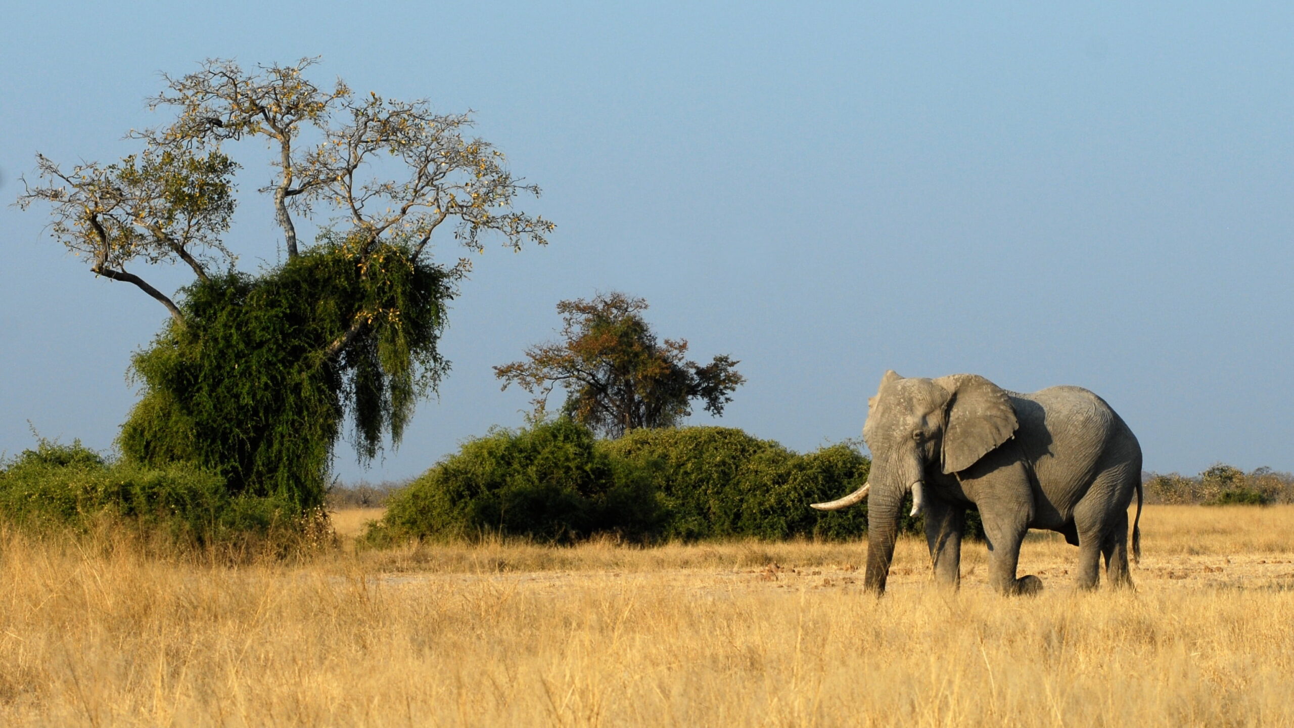 selous game reserve safari