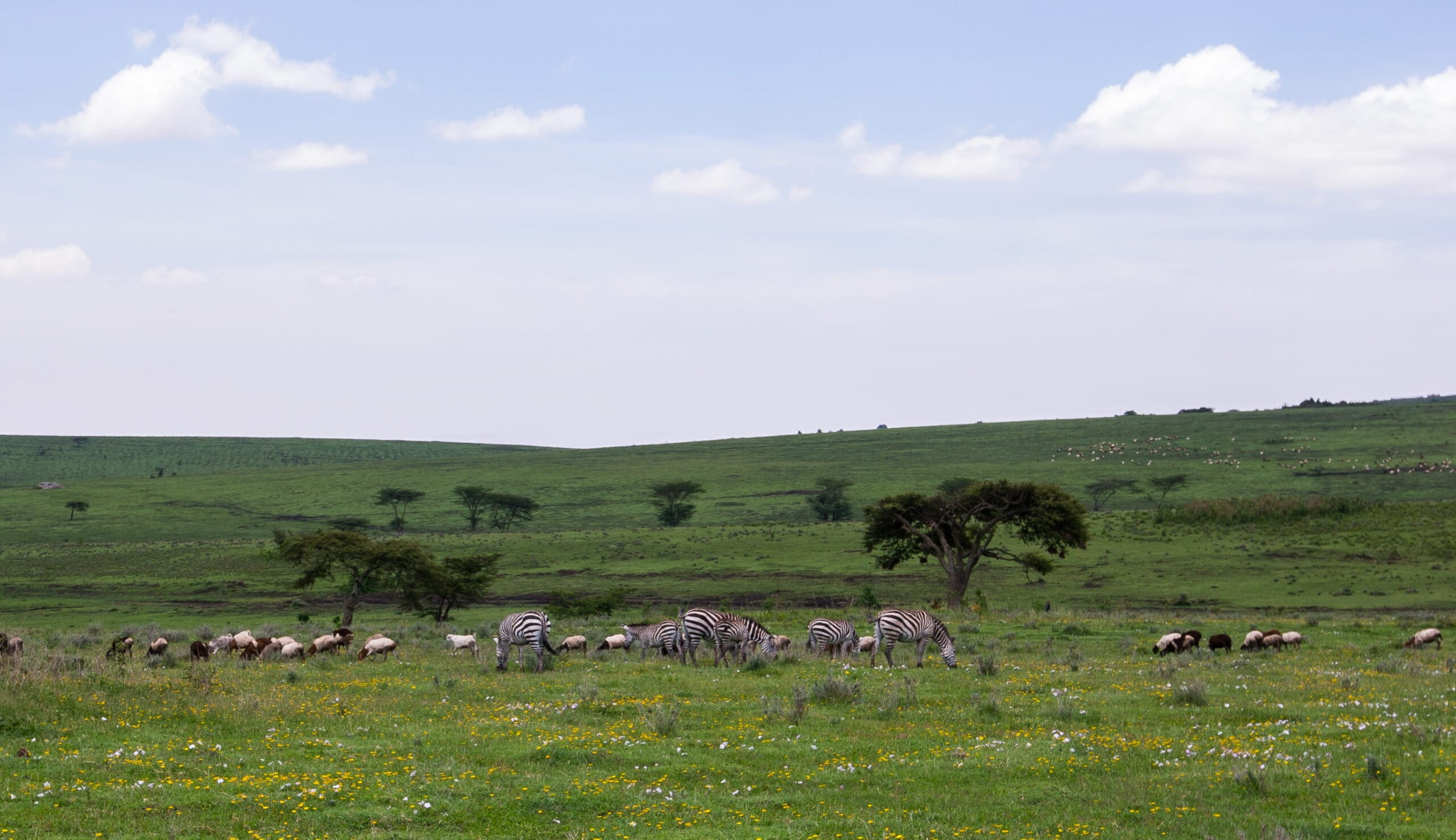 serengeti ngorongoro crater safari