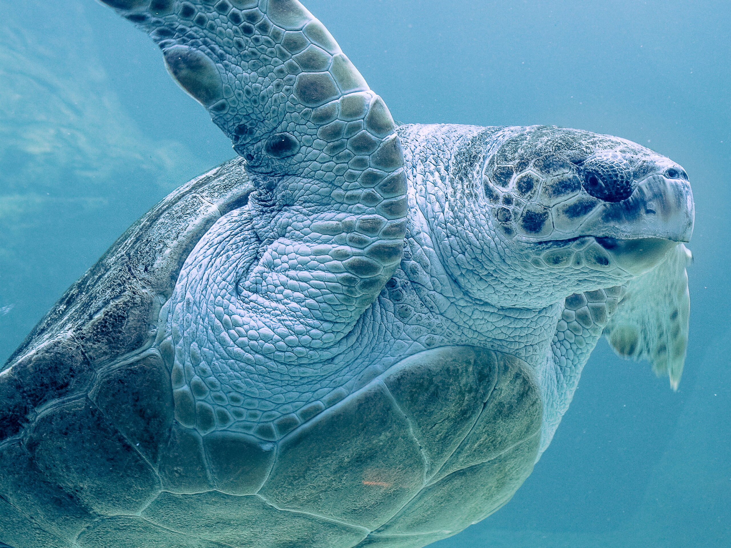 swimming with turtles zanzibar