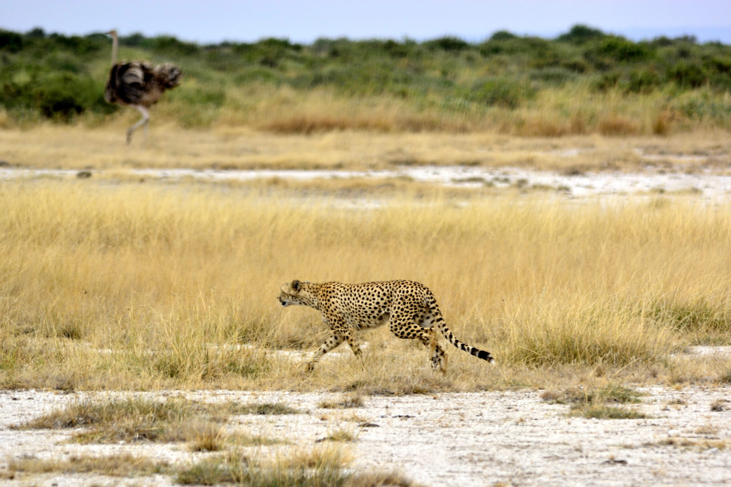 tarangire national park safari