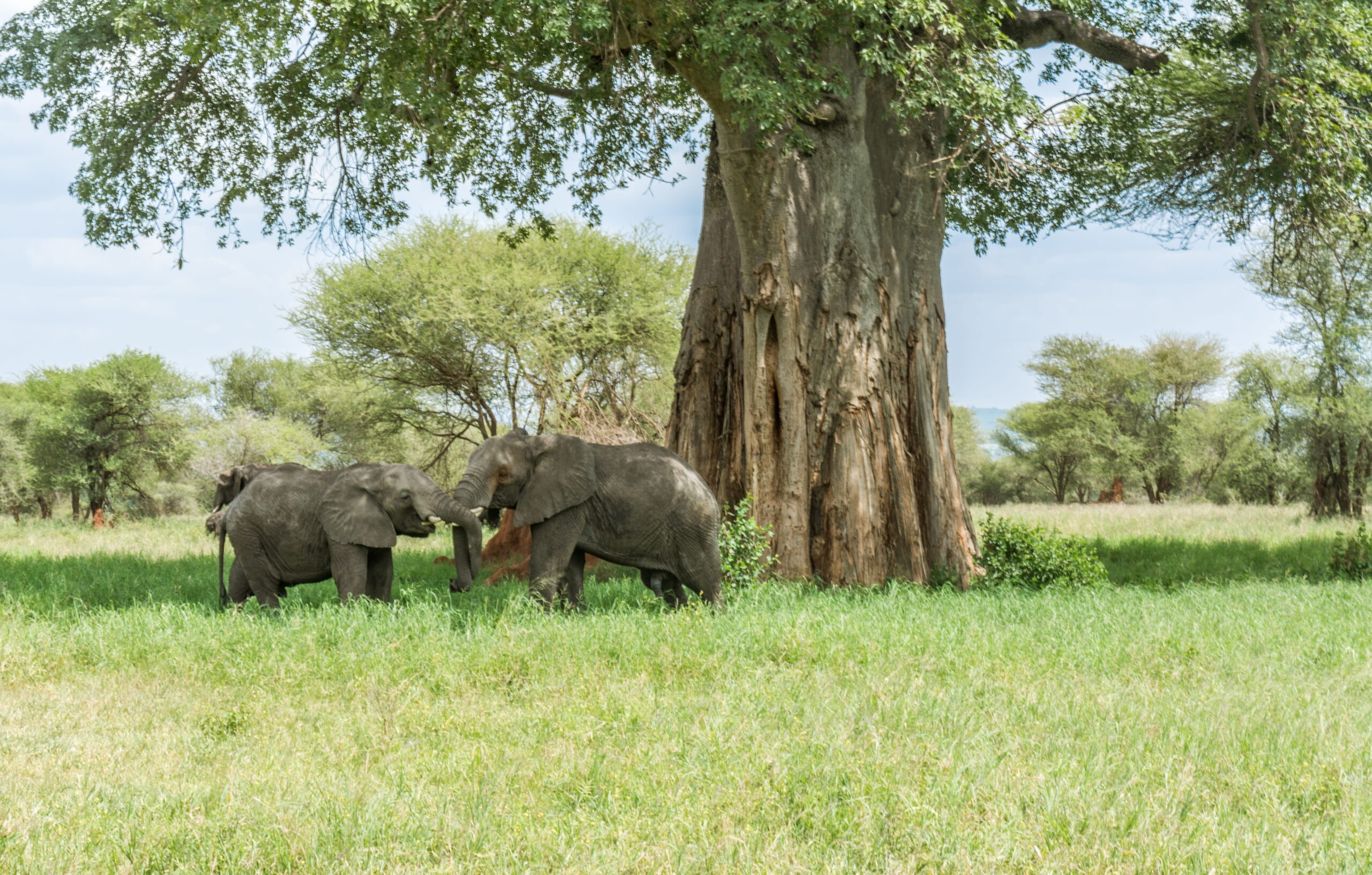 tarangire national park safari