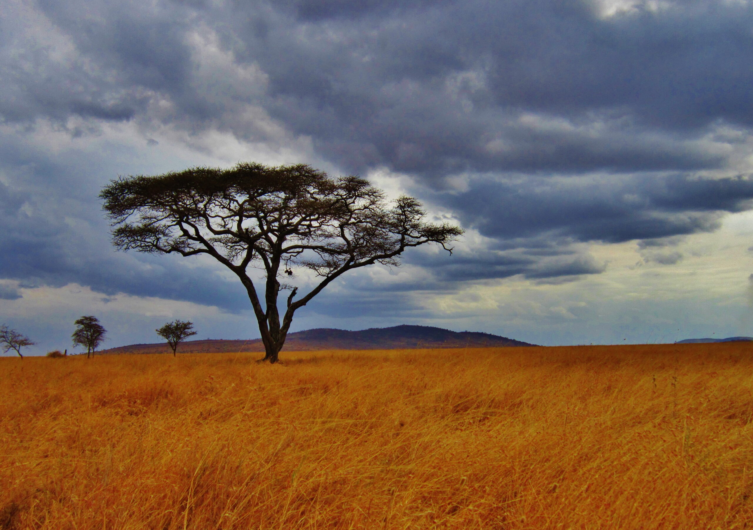 zanzibar safaris